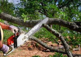 How Our Tree Care Process Works  in  Roberta, GA